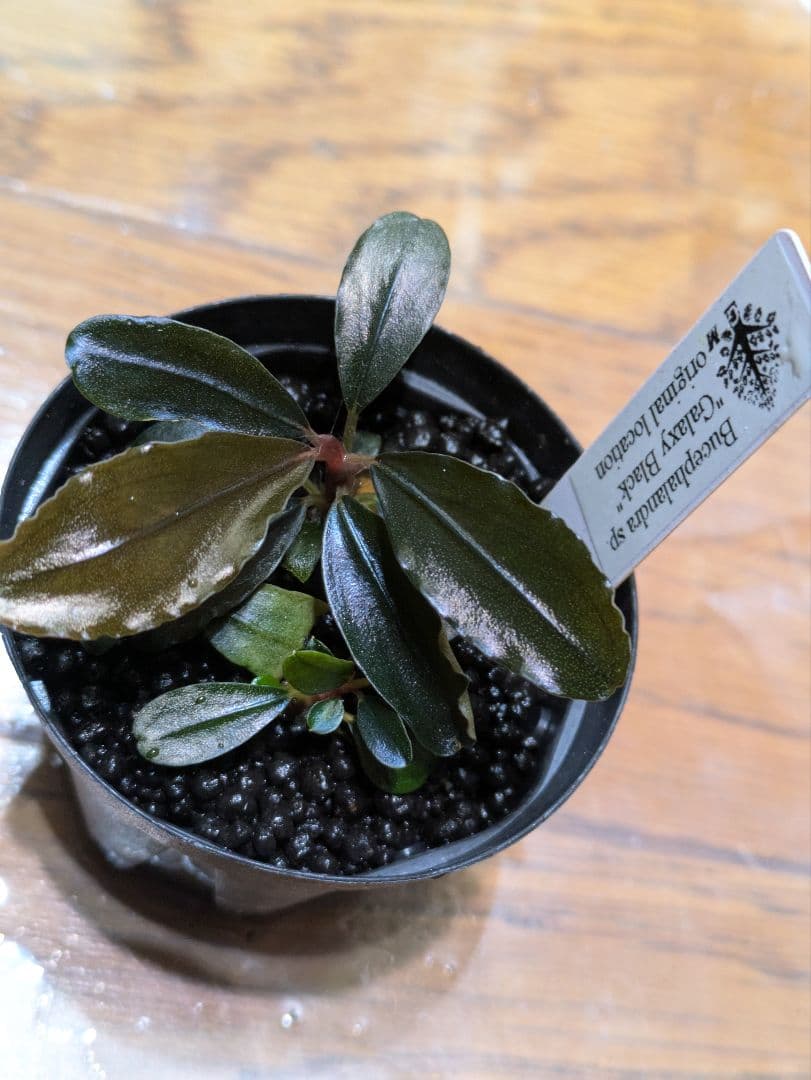 水草 Bucephalandra sp. Galaxy black