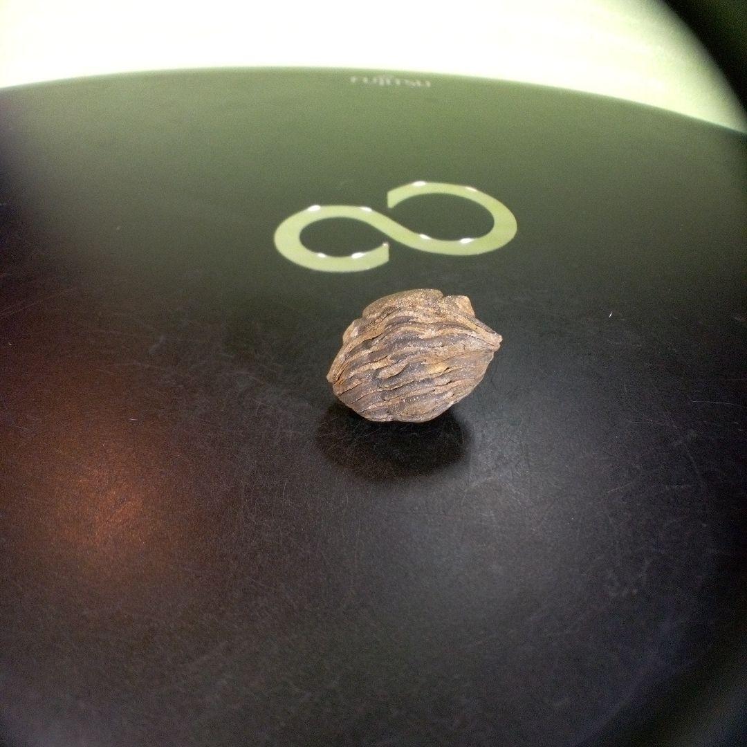 三葉虫　化石　fossil　ボリビア産　trilobite　ノジュール識別⑩