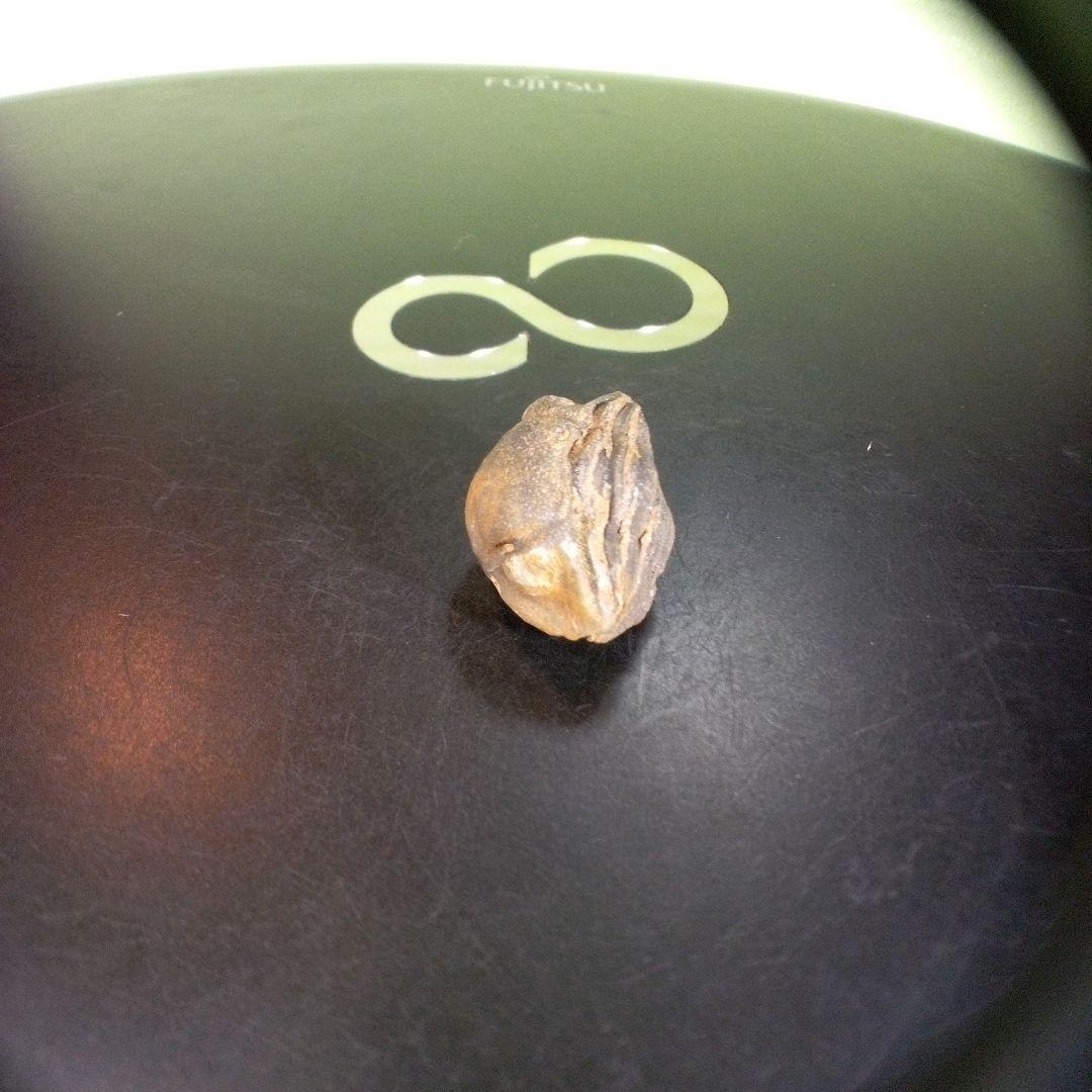 三葉虫　化石　fossil　ボリビア産　trilobite　ノジュール識別⑩