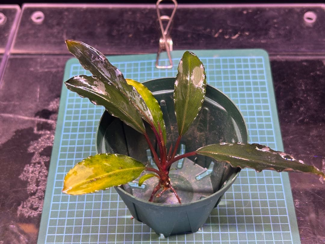 【AZ便】Bucephalandra sp. \"Deep Purple\" 初便