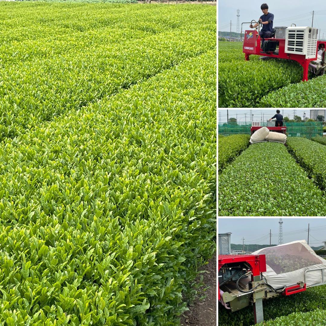 【新茶】狭山茶☆茶畑直販☆特上煎茶100gx6本(令7年産)深蒸し緑茶日本茶お茶