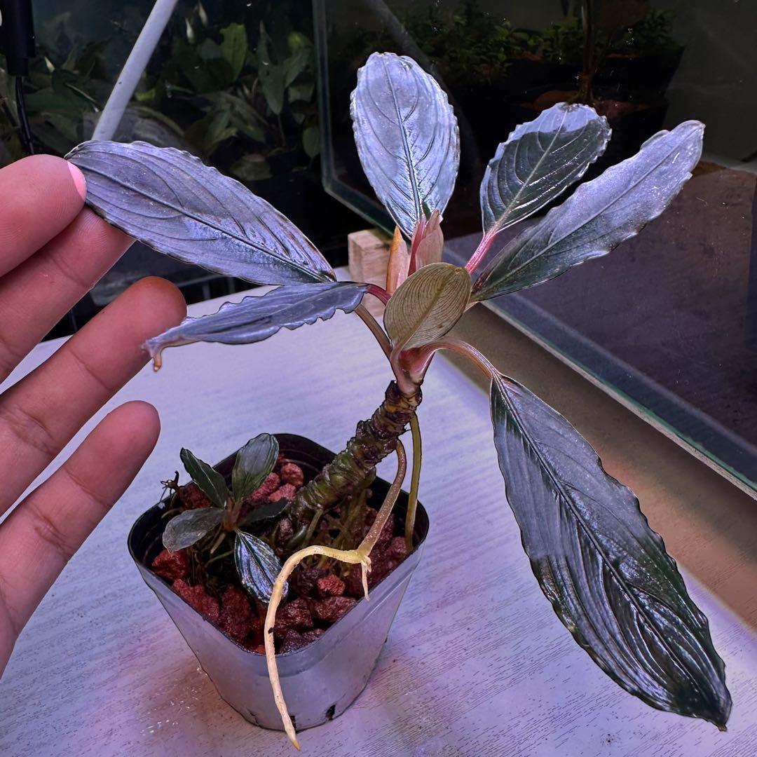 ブセファランドラでBucephalandra Kishii 細葉　二連結株