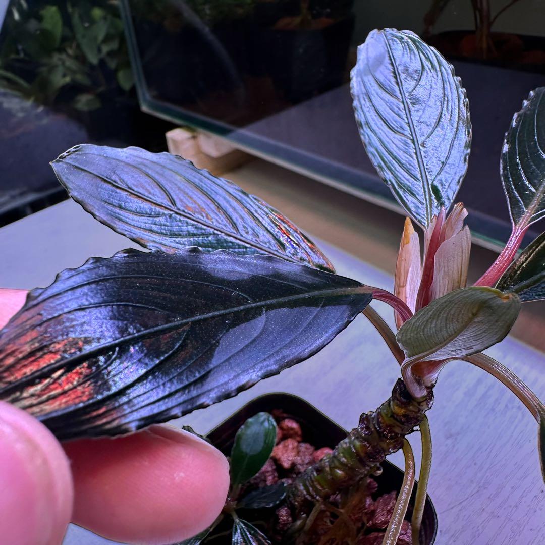 ブセファランドラでBucephalandra Kishii 細葉　二連結株