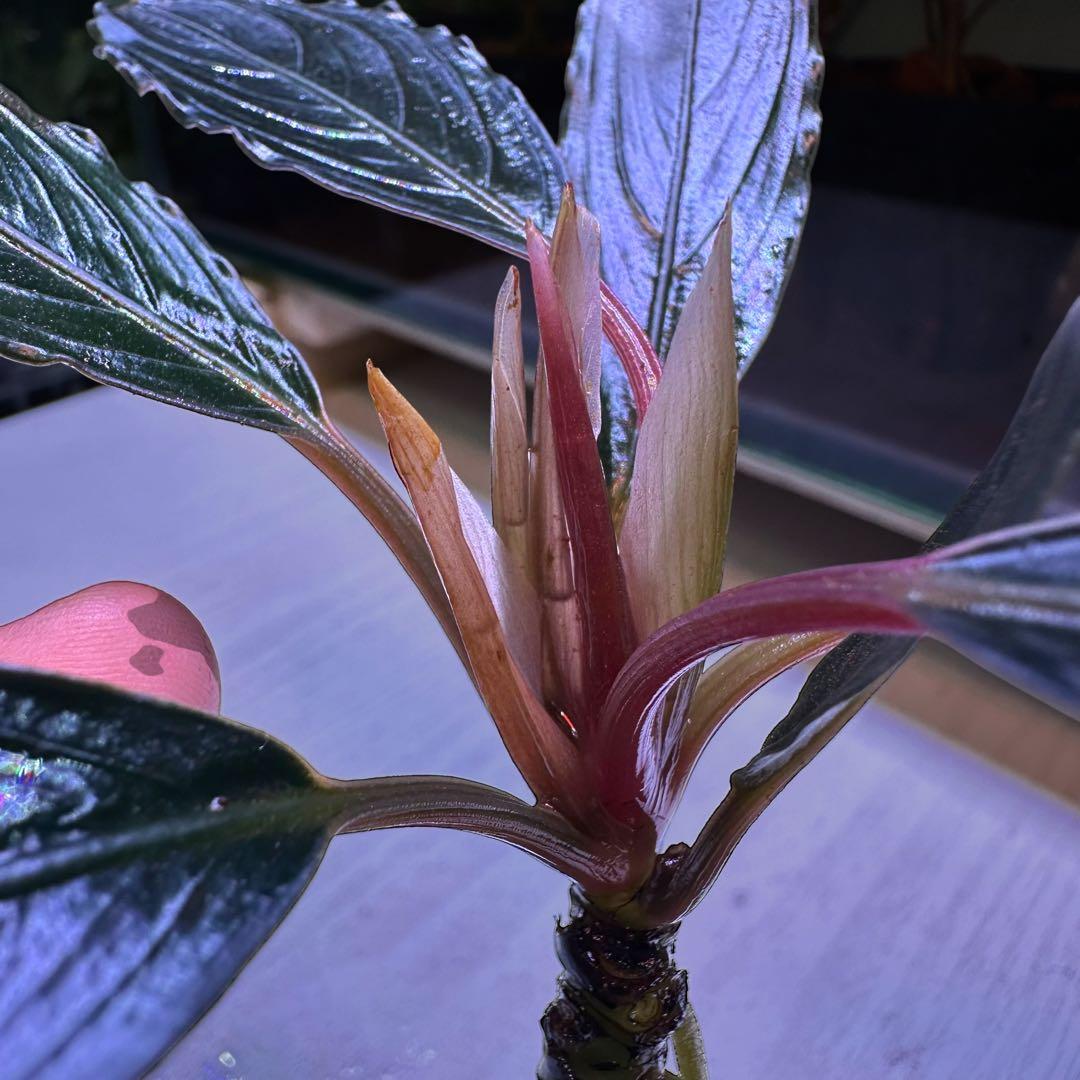 ブセファランドラでBucephalandra Kishii 細葉　二連結株