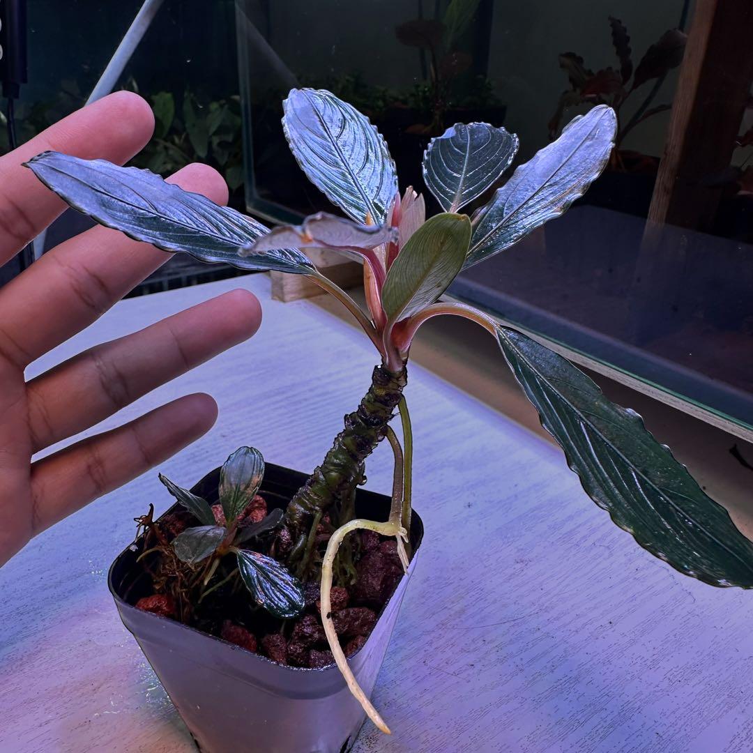 ブセファランドラでBucephalandra Kishii 細葉　二連結株