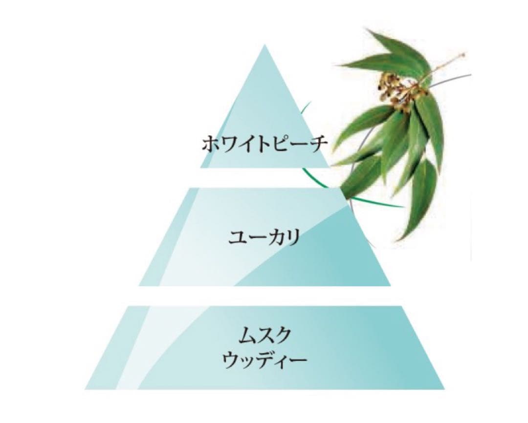 ランプベルジェオイル　ユーカリ2本