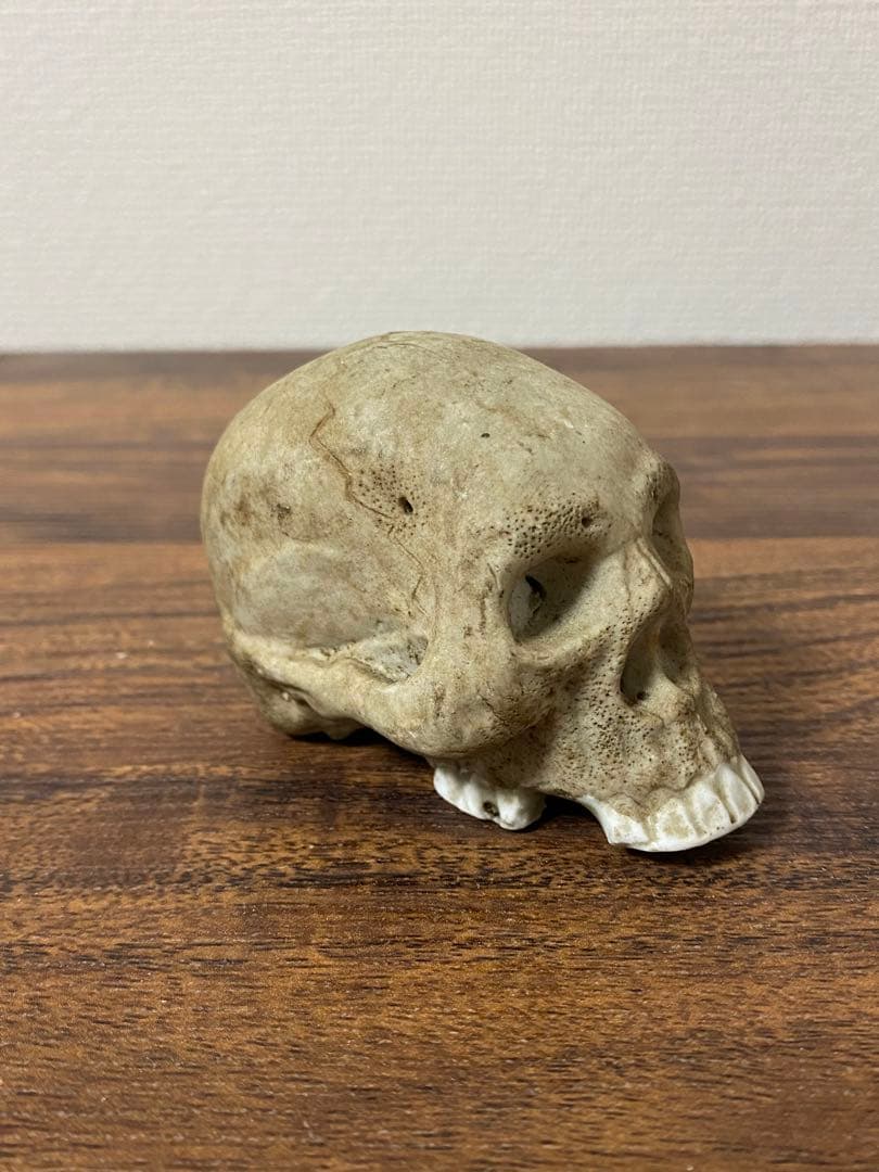 骨董ドクロ、髑髏レトロ陶器製 人間の頭蓋骨 置物