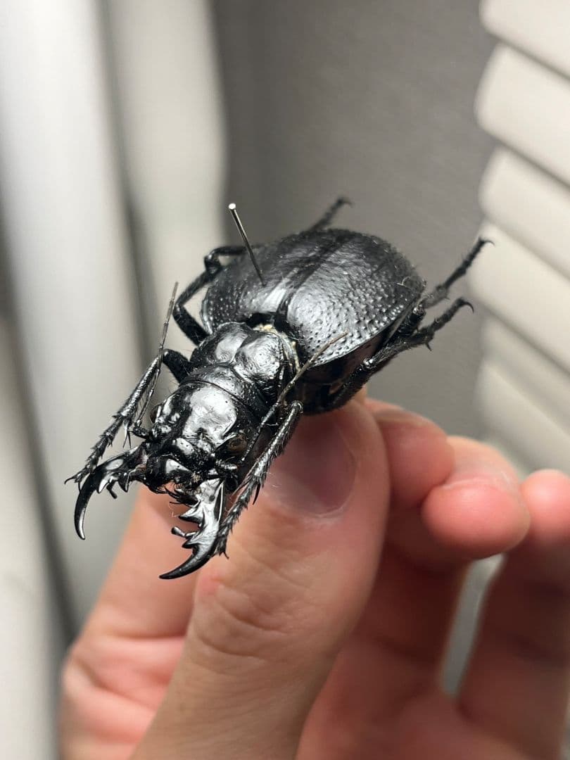 【52mm♀】オオエンマハンミョウ Manticora 昆虫標本