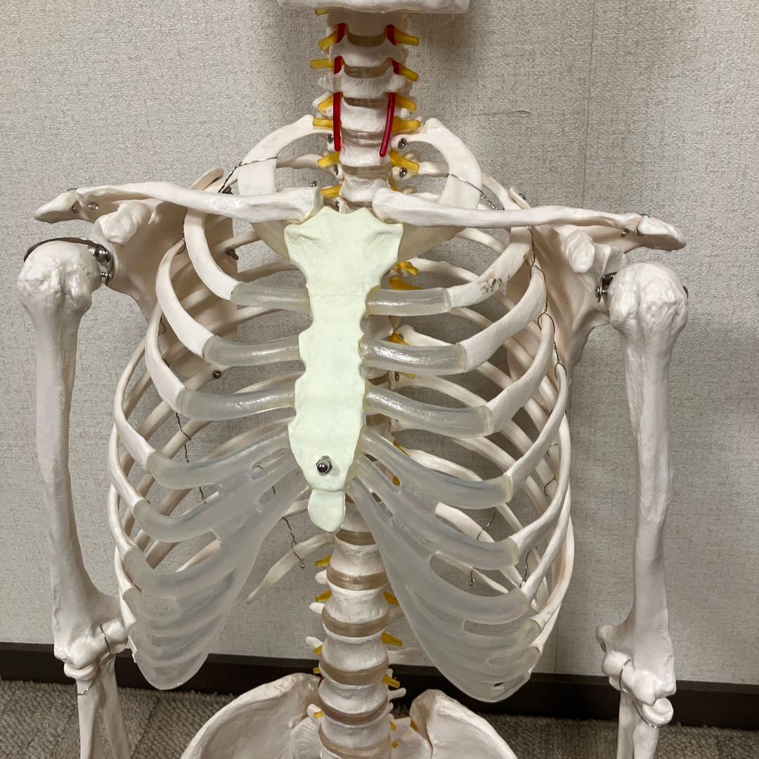 人体骨格模型