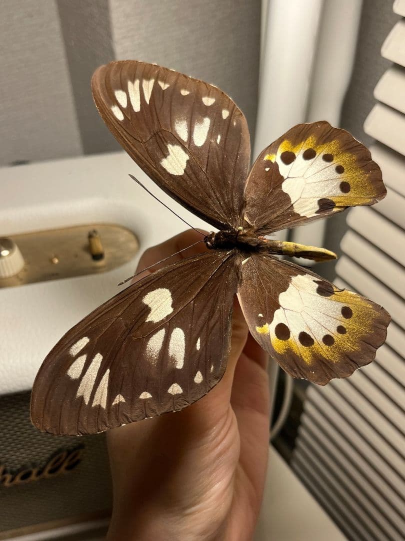 ゴクラクトリバネアゲハ ♀ 外国産蝶標本 ゴライアストリバネアゲハ キマエラトリ