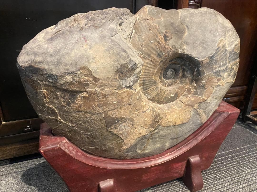 アンモナイト 特大 化石 ジュラ紀 古代 台付(YC609)