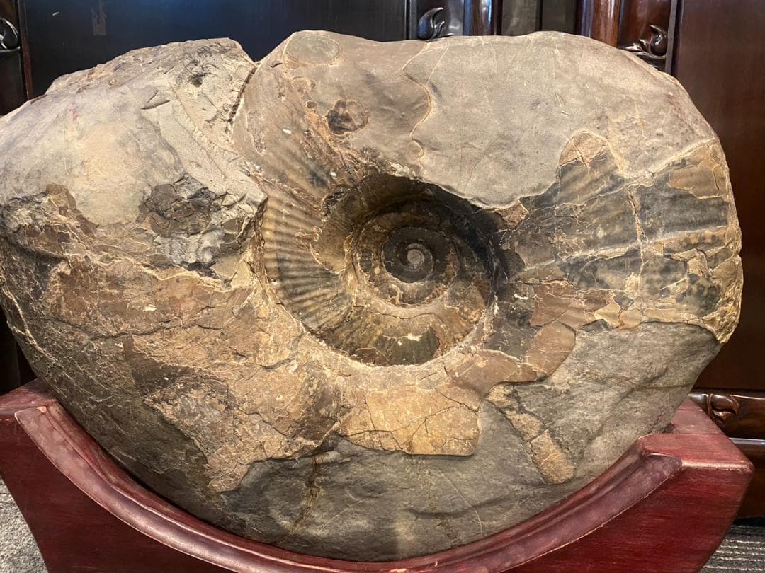 アンモナイト 特大 化石 ジュラ紀 古代 台付(YC609)