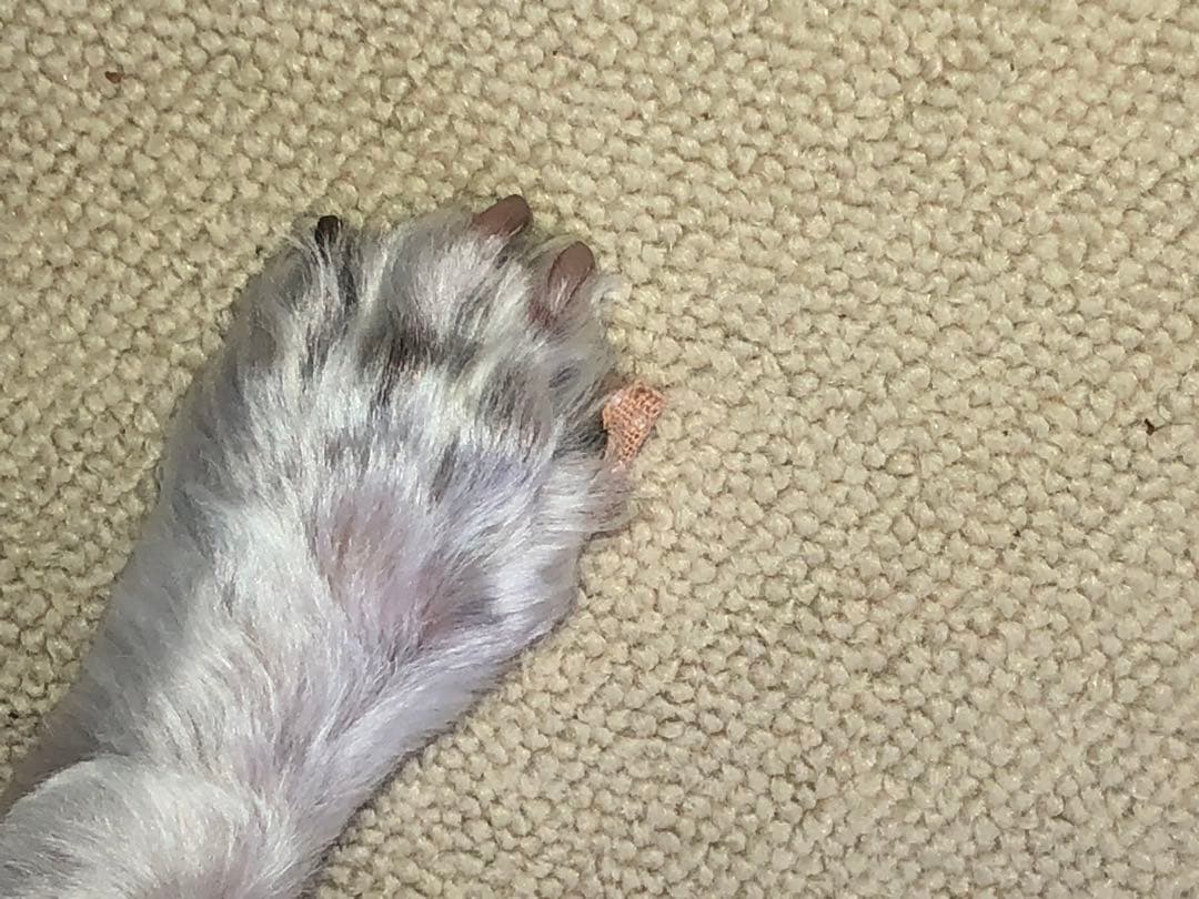 【◯◯様用】実物お写真 ペット 滑止 肉球 足裏 犬 (36cm 単位売)