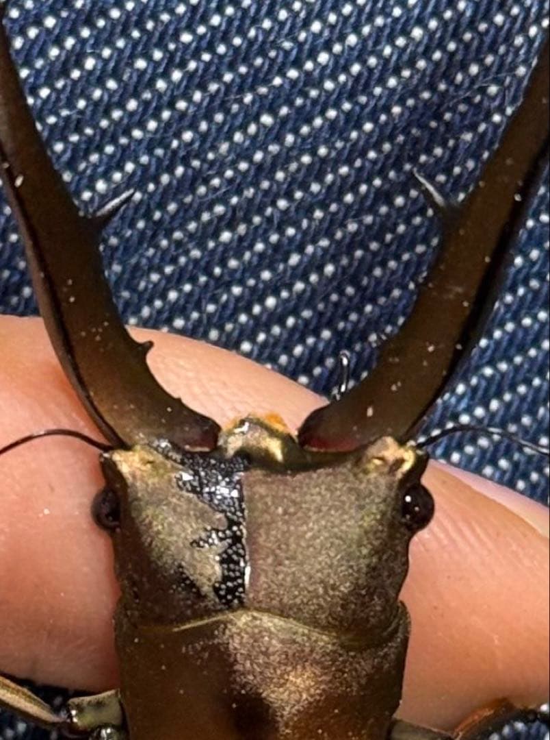 雌雄モザイク メタリフェルホソアカクワガタ　標本　標本用死虫