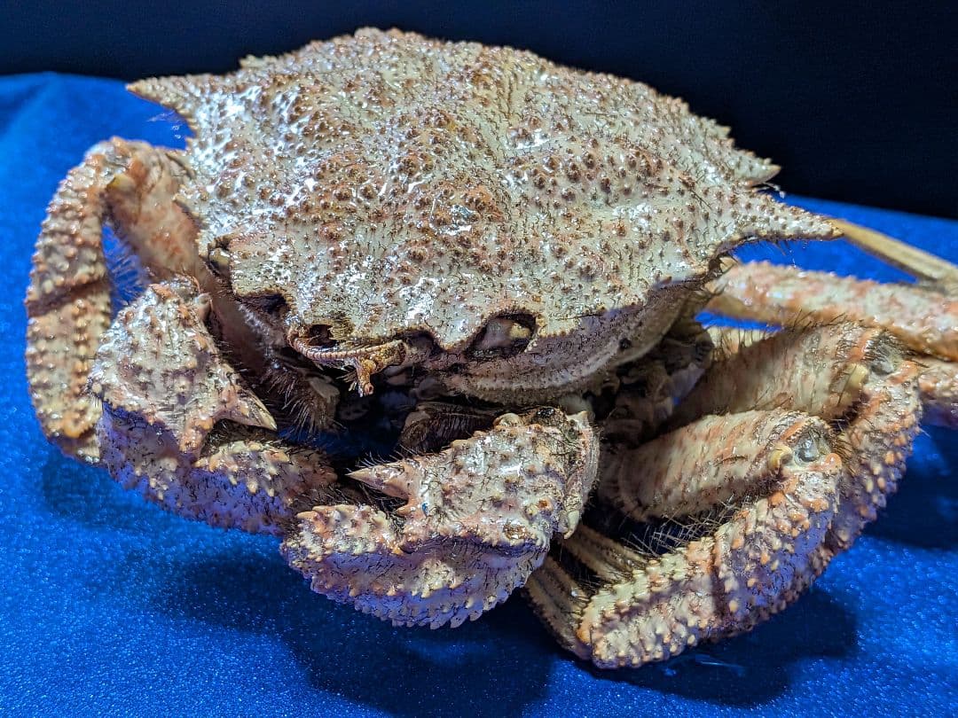青森県陸奥湾産クリガニトゲクリガニ標本リアル飾り個体剥製（雄蟹）コレクション品