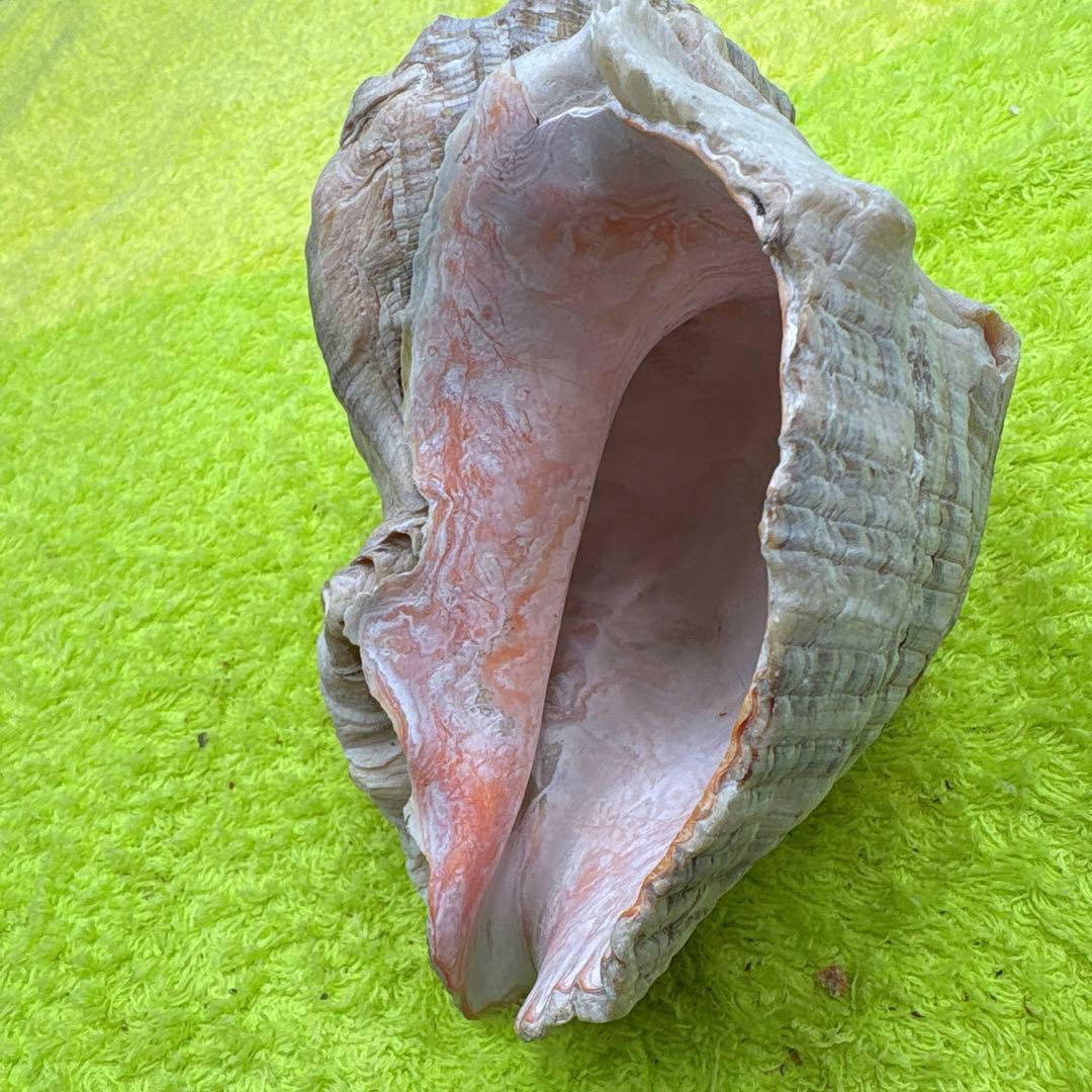 大きな螺旋状の美しいビンク色の貝殻長さ約17cm