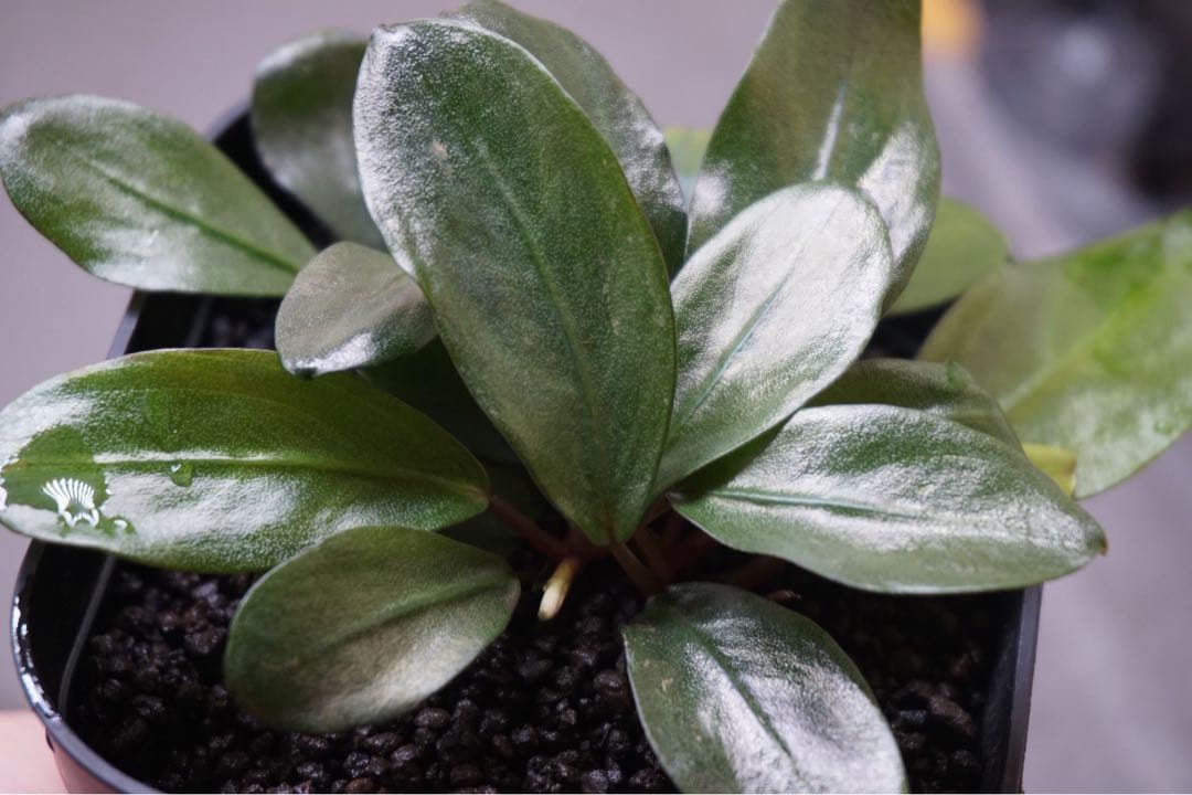 や*は様 Bucephalandra sp. \"Cypruis\" 【KN】
