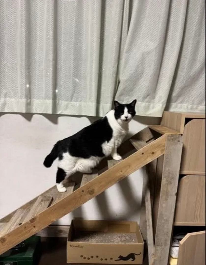 猫ちゃんワンちゃんの木製階段（手作り）
