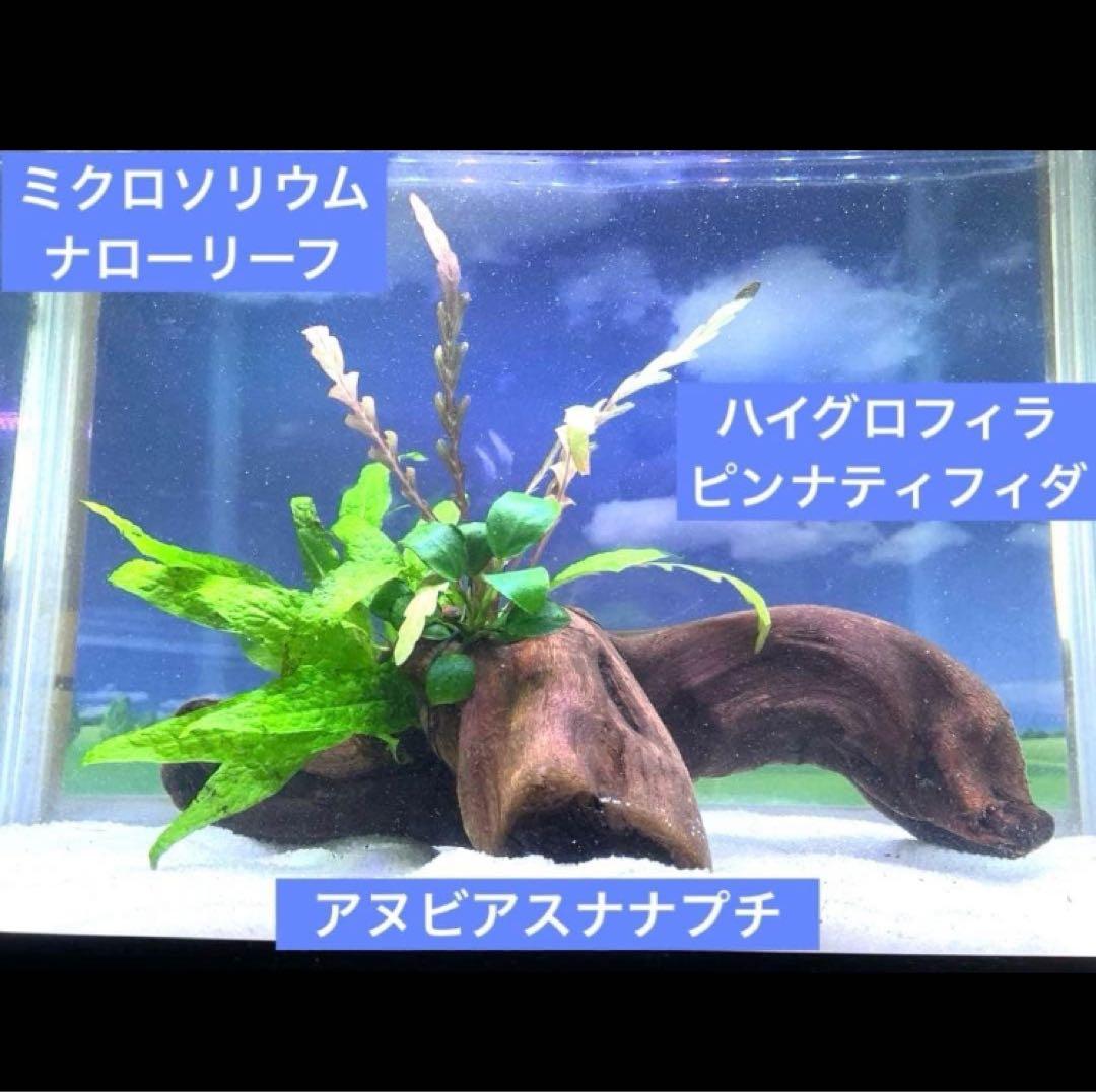 ゆたろー　陰性水草レイアウト流木 2点　認済