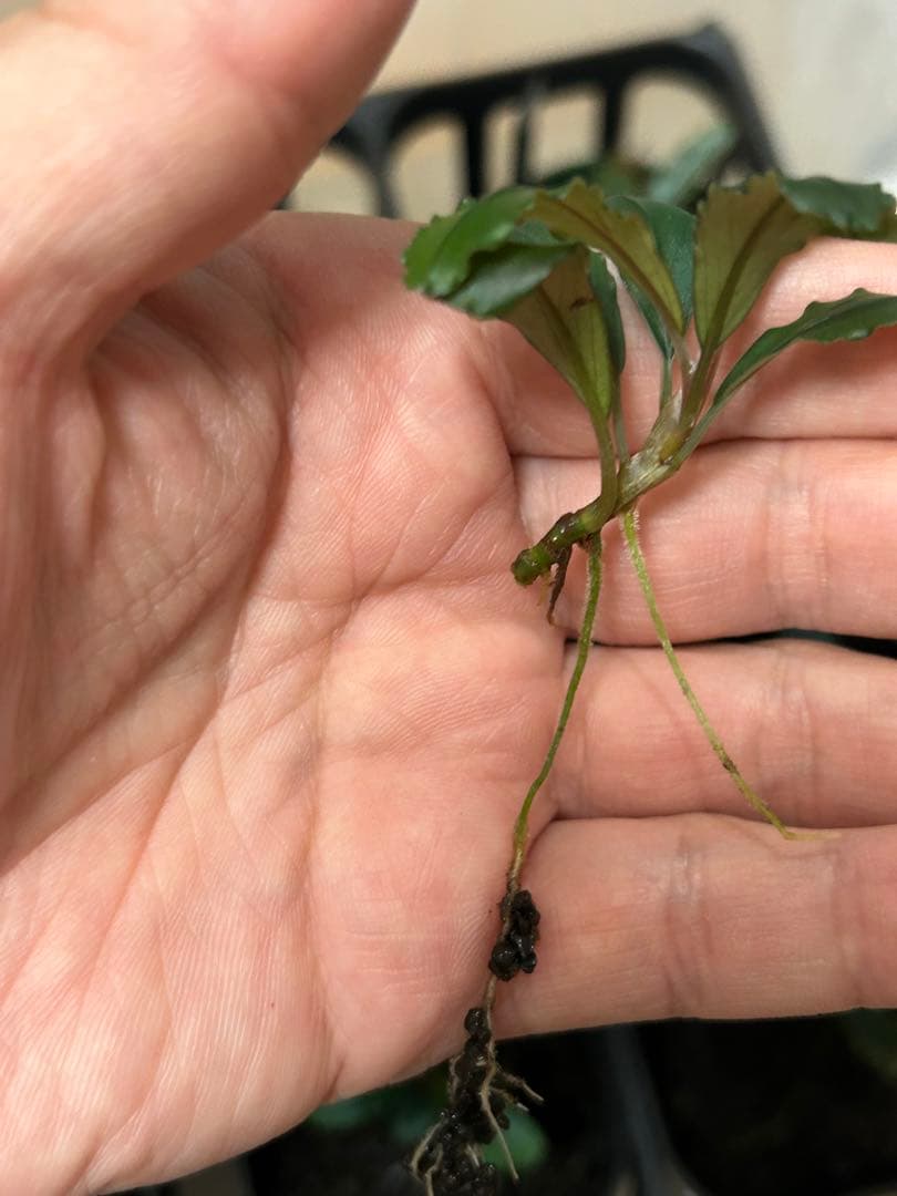 水草 Bucephalandra sp. Air terjun Gunung Puis