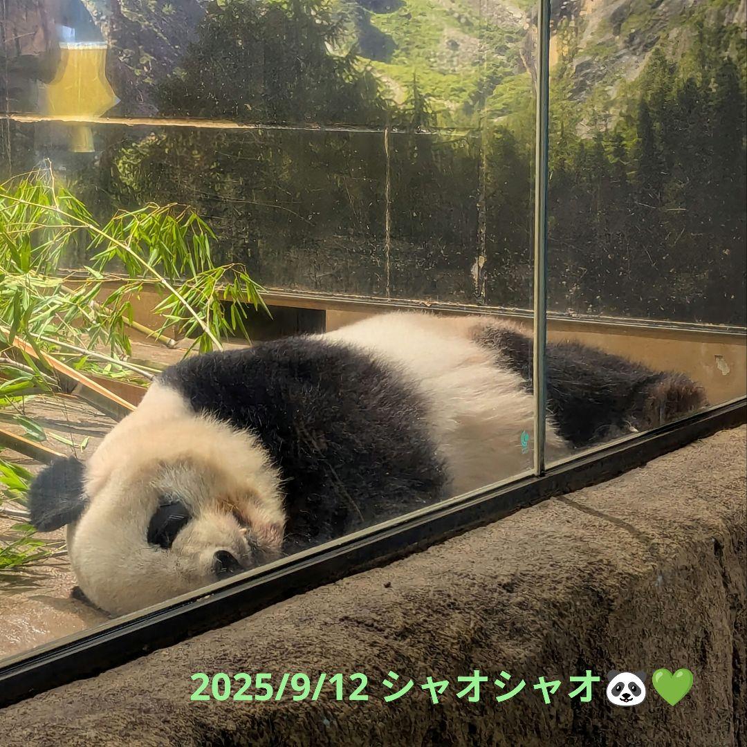 シャオたん♡レイたん♡応援グッズ☆いつも一緒♡さくらんぼ変身コスチューム