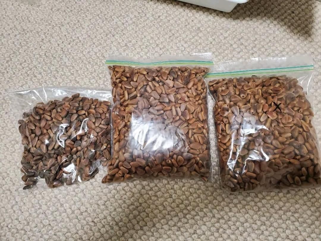 松の実｜1000ｇ｜｜チョウセンマツ｜朝鮮五葉