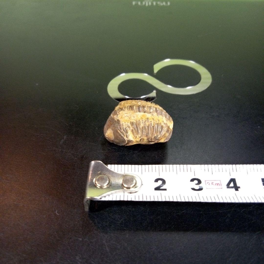 三葉虫　化石　fossil　海　ボリビア産　trilobite　海生動物種別⑨