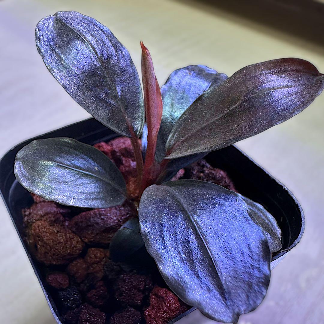タ*ン様 ブセファランド Bucephalandra Blue Melon