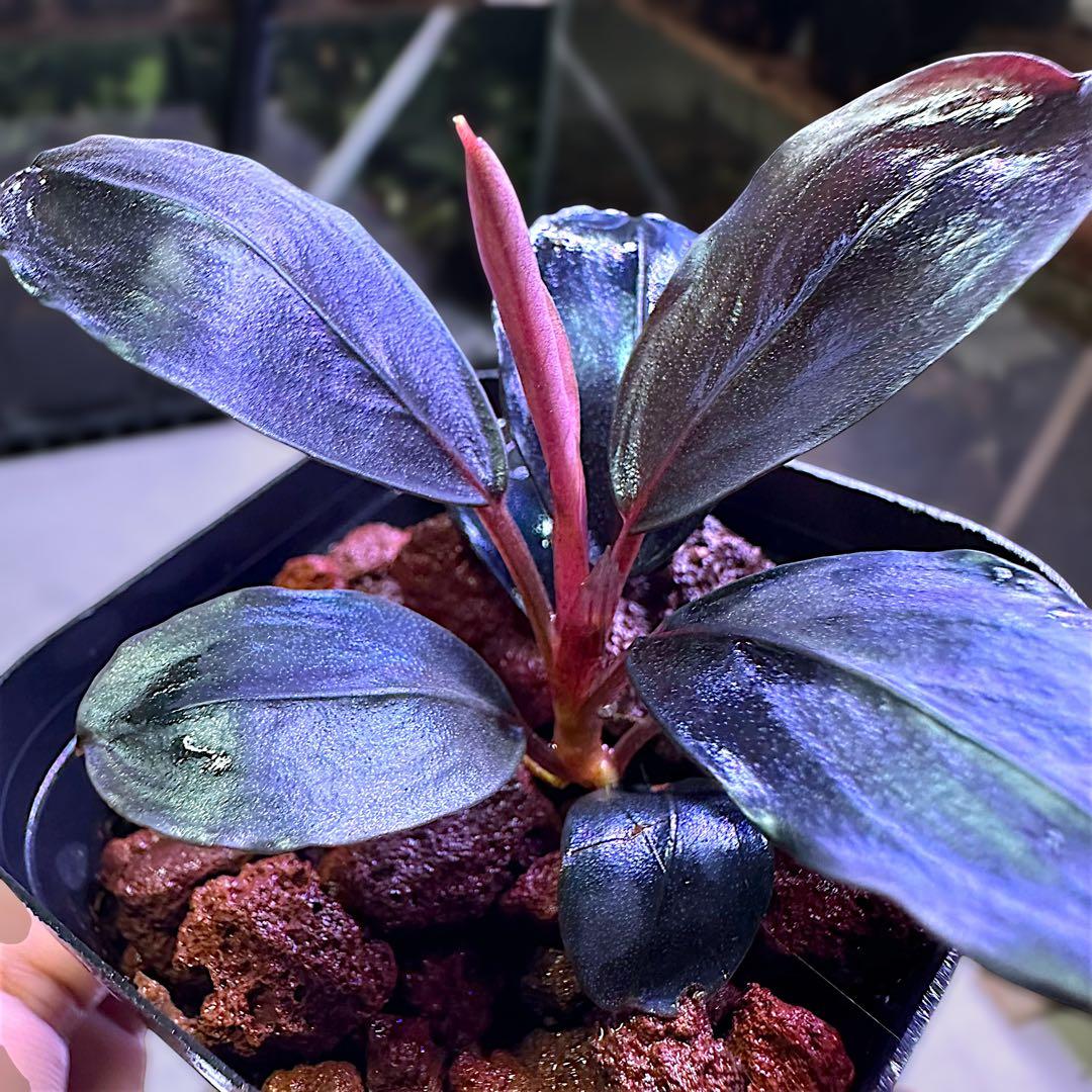 タ*ン様 ブセファランド Bucephalandra Blue Melon
