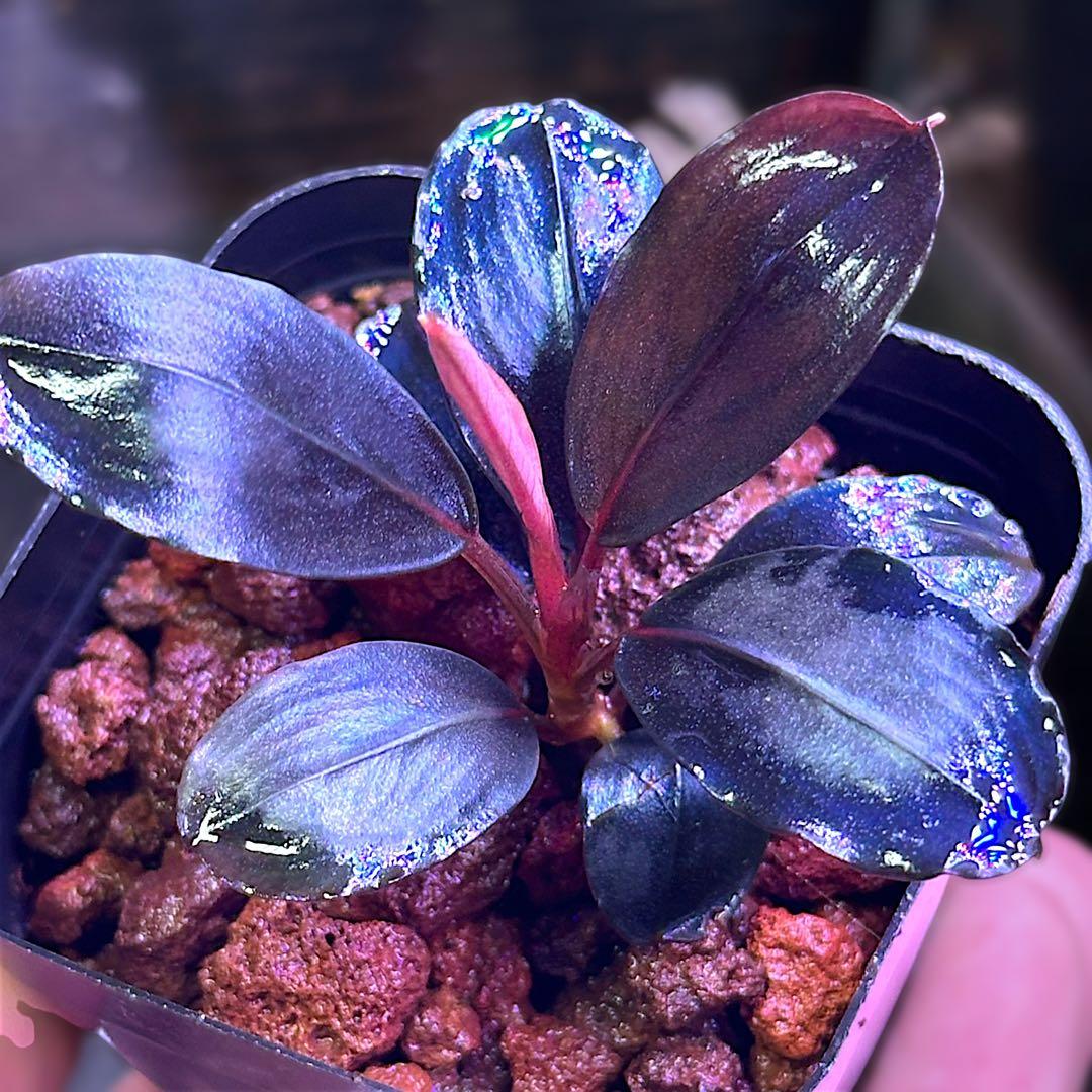 タ*ン様 ブセファランド Bucephalandra Blue Melon
