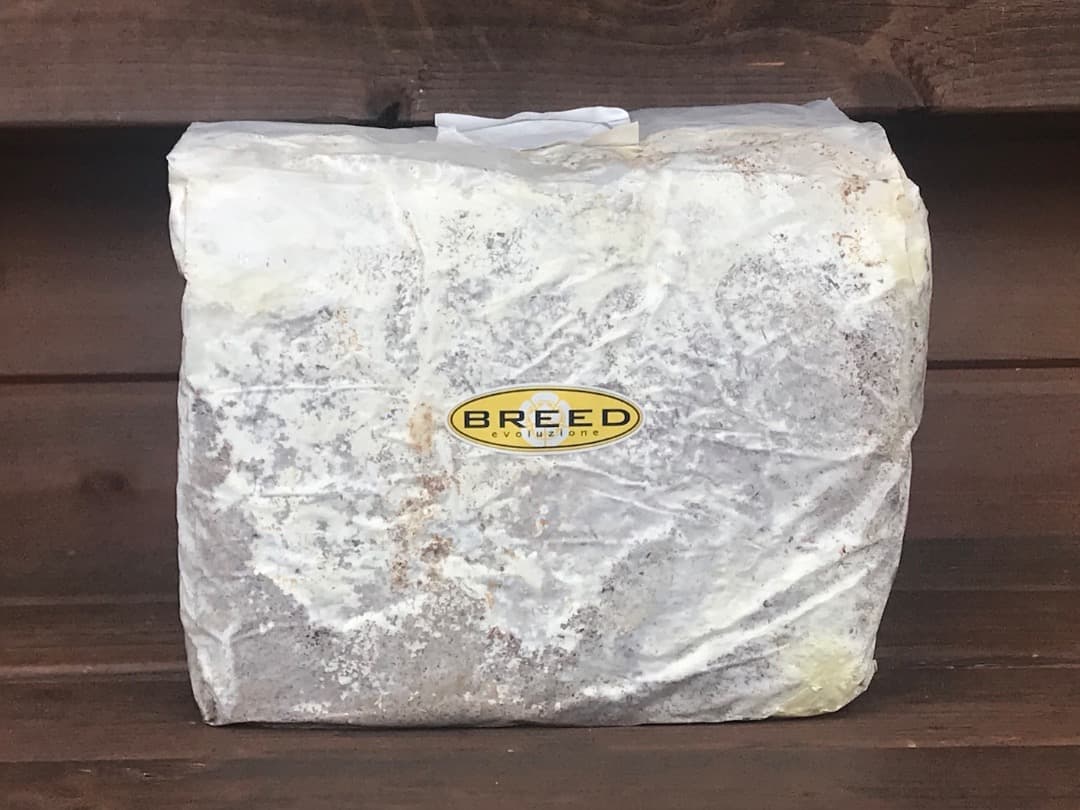 高性能・高品質　BREED菌糸ブロック　3500cc　10個