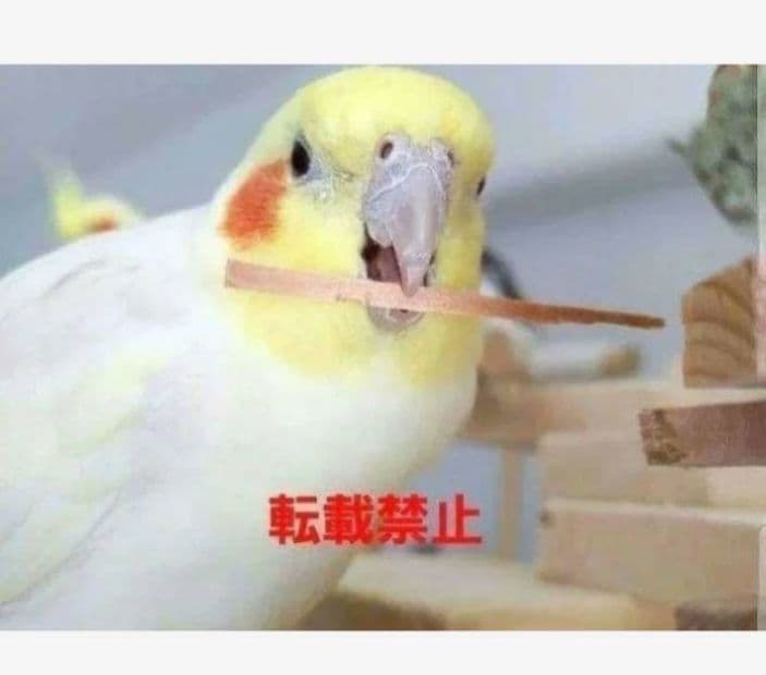 445　吊り下げおもちゃセット　インコ　破壊！　ガジガジバードトイ　バルサ