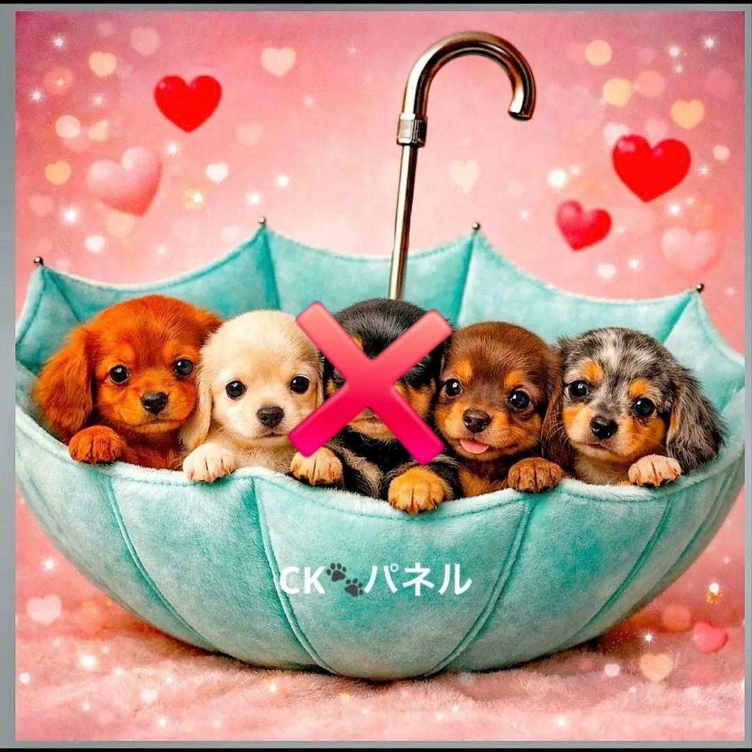 激レアポメラニアン、ダックス、チワワ、トイプー、パグ、柴犬パネル生地
