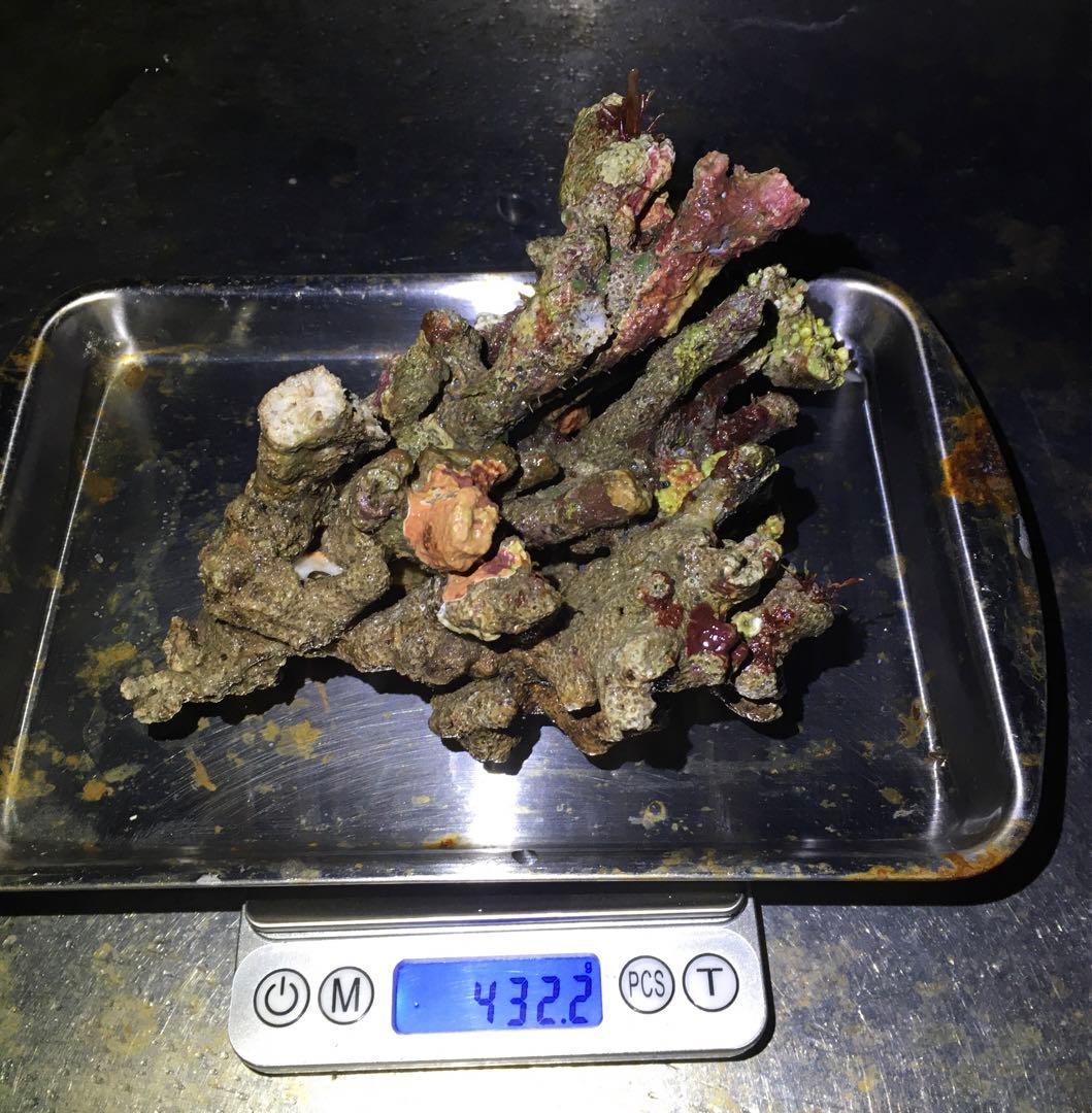ライブロック　約4.5kg