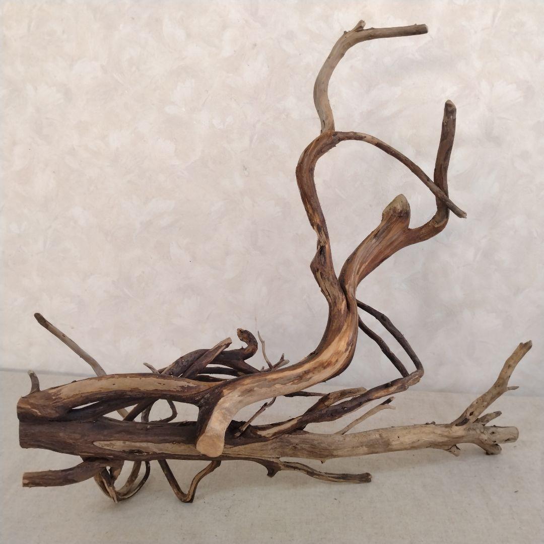【希少】アクアリウム・ハンドメイド向け 風化塊根ブランチウッド流木（約45cm）