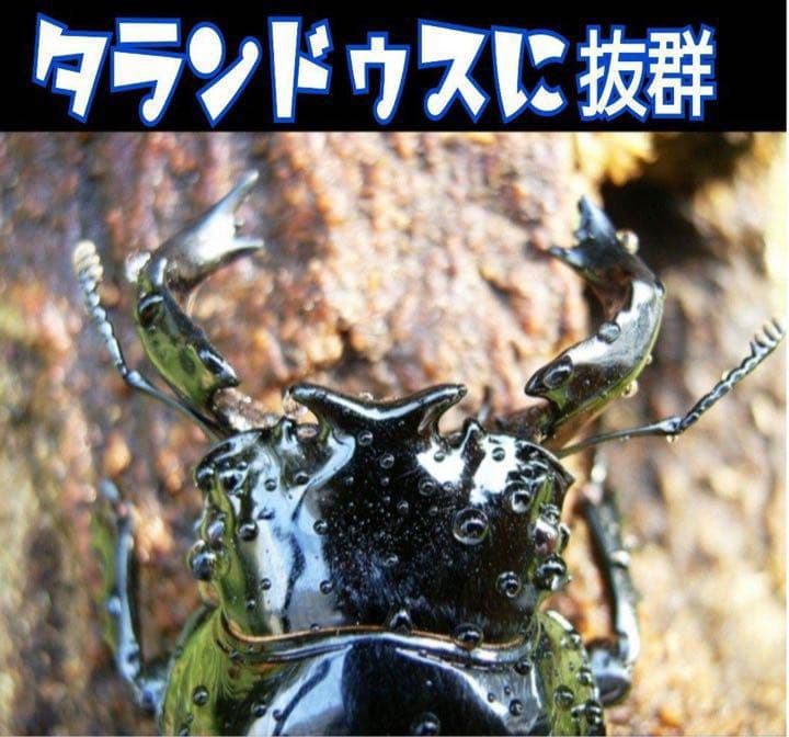 極上！カワラタケ菌糸瓶【5本】特殊アミノ酸強化配合！タランドゥス・オウゴンオニに
