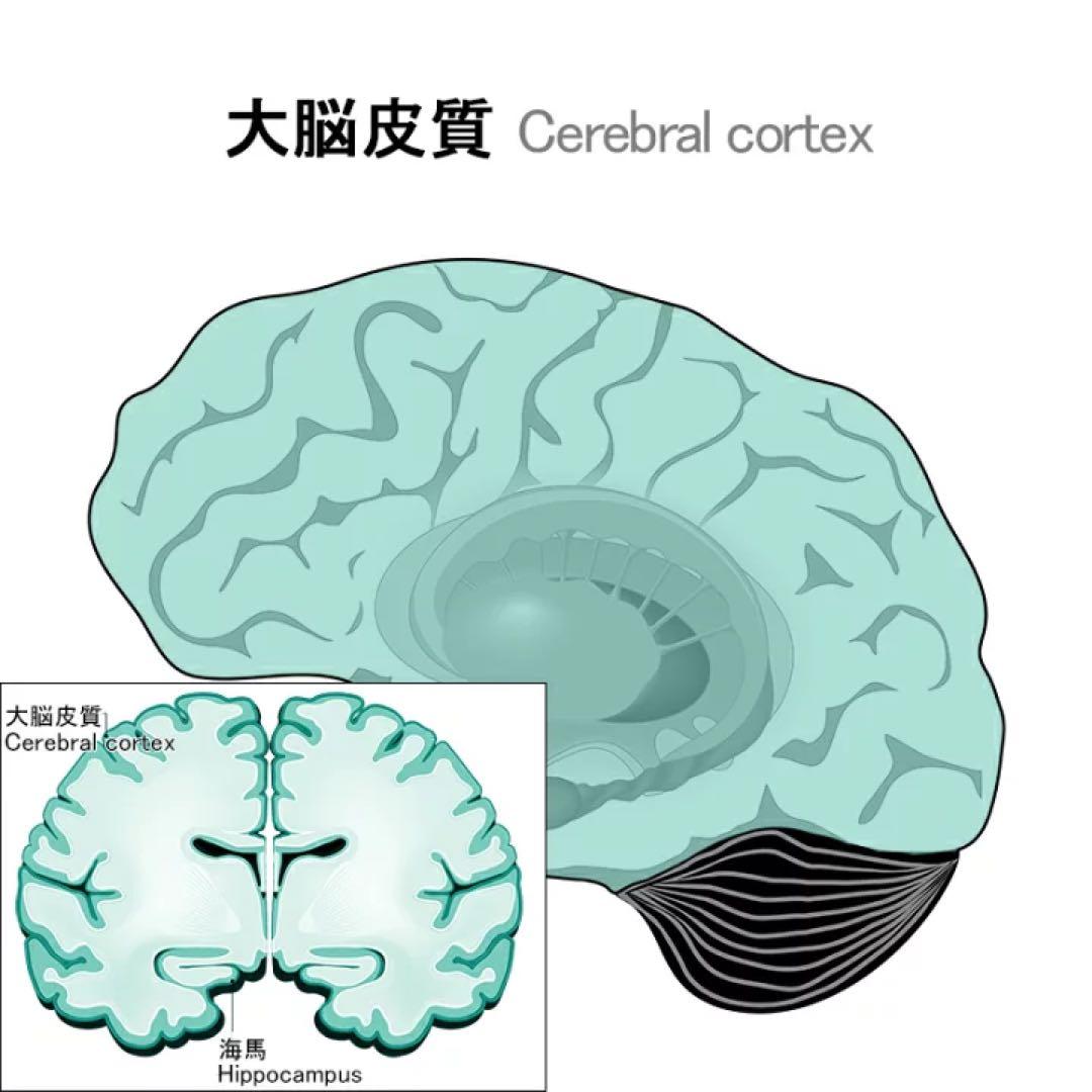 インテリジェンス intelligence 270粒（30日分）日本製 DHA