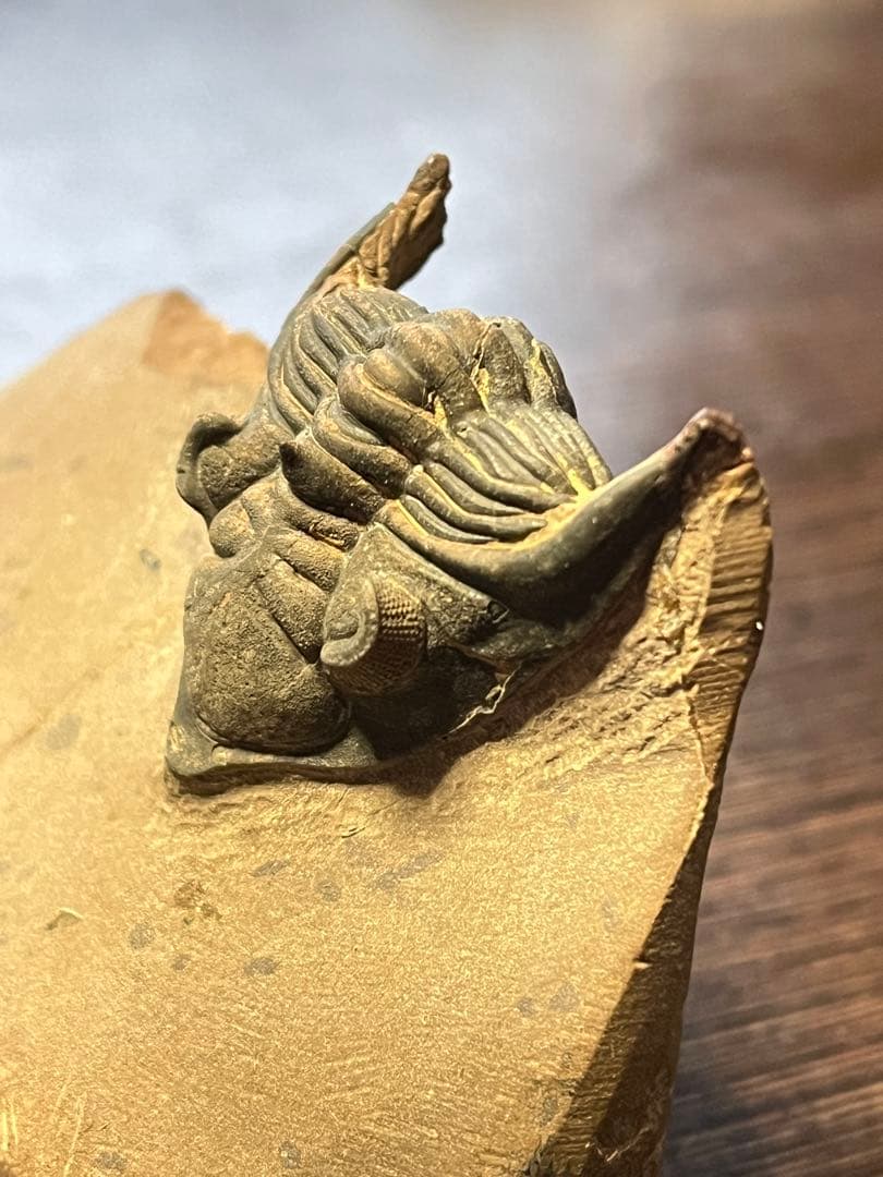 三葉虫　メタカンシナsp