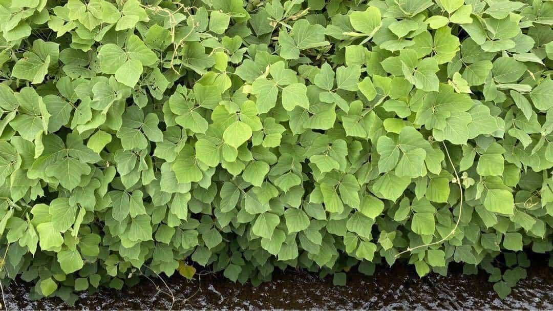 天然素材 葛糸　KUZU−63 くず糸*890g　甘撚り糸/平糸　手織り用糸