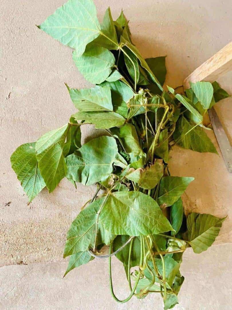 天然素材 葛糸　KUZU−63 くず糸*890g　甘撚り糸/平糸　手織り用糸