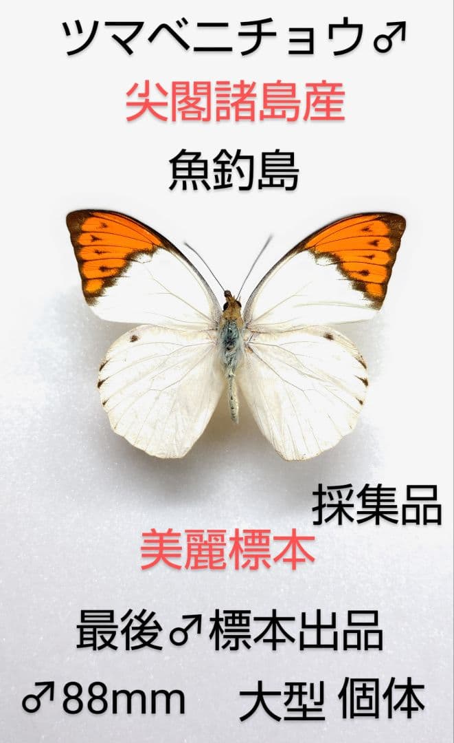 【稀産地】ツマベニチョウ♂標本★ 尖閣諸島産★ 大型標本ラスト1♂・貴重標本