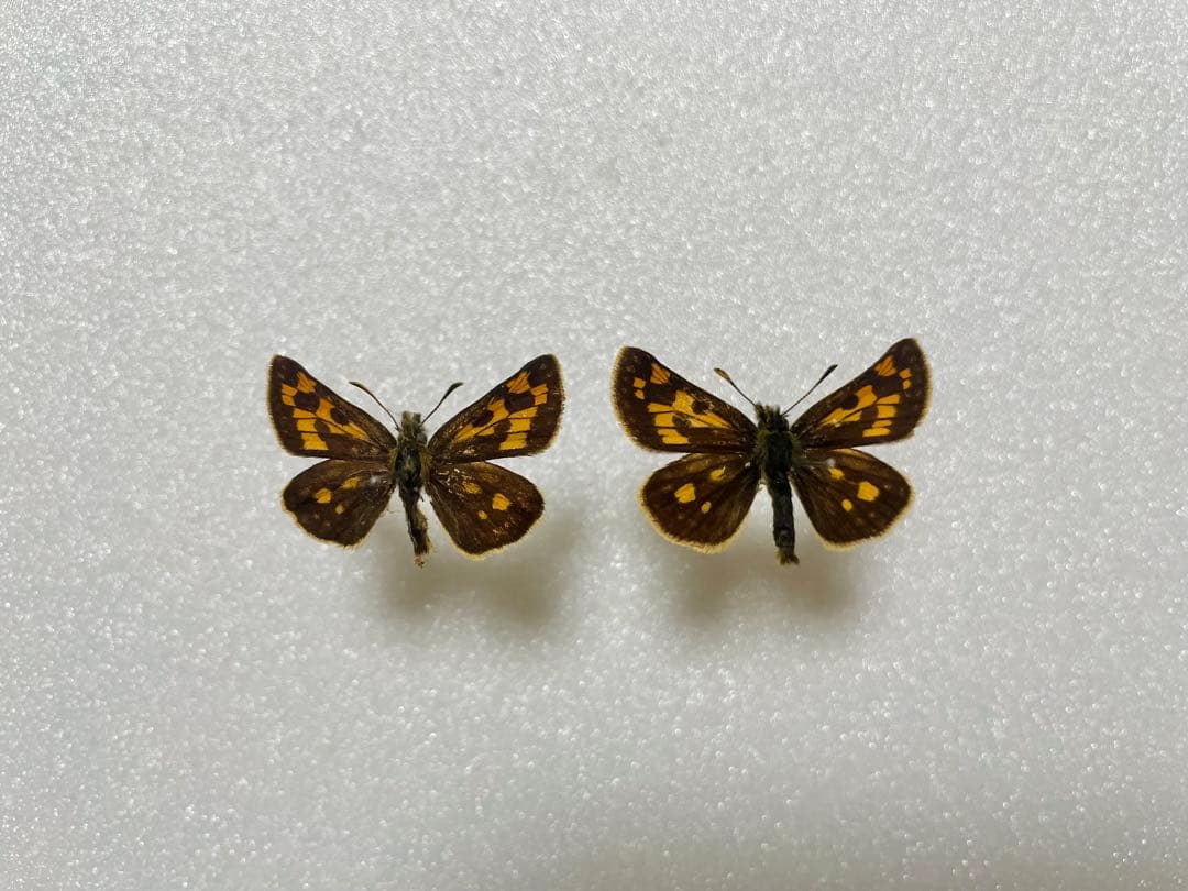 【4頭セット】クモマベニヒカゲ2オス、タカネキマダラ2オス