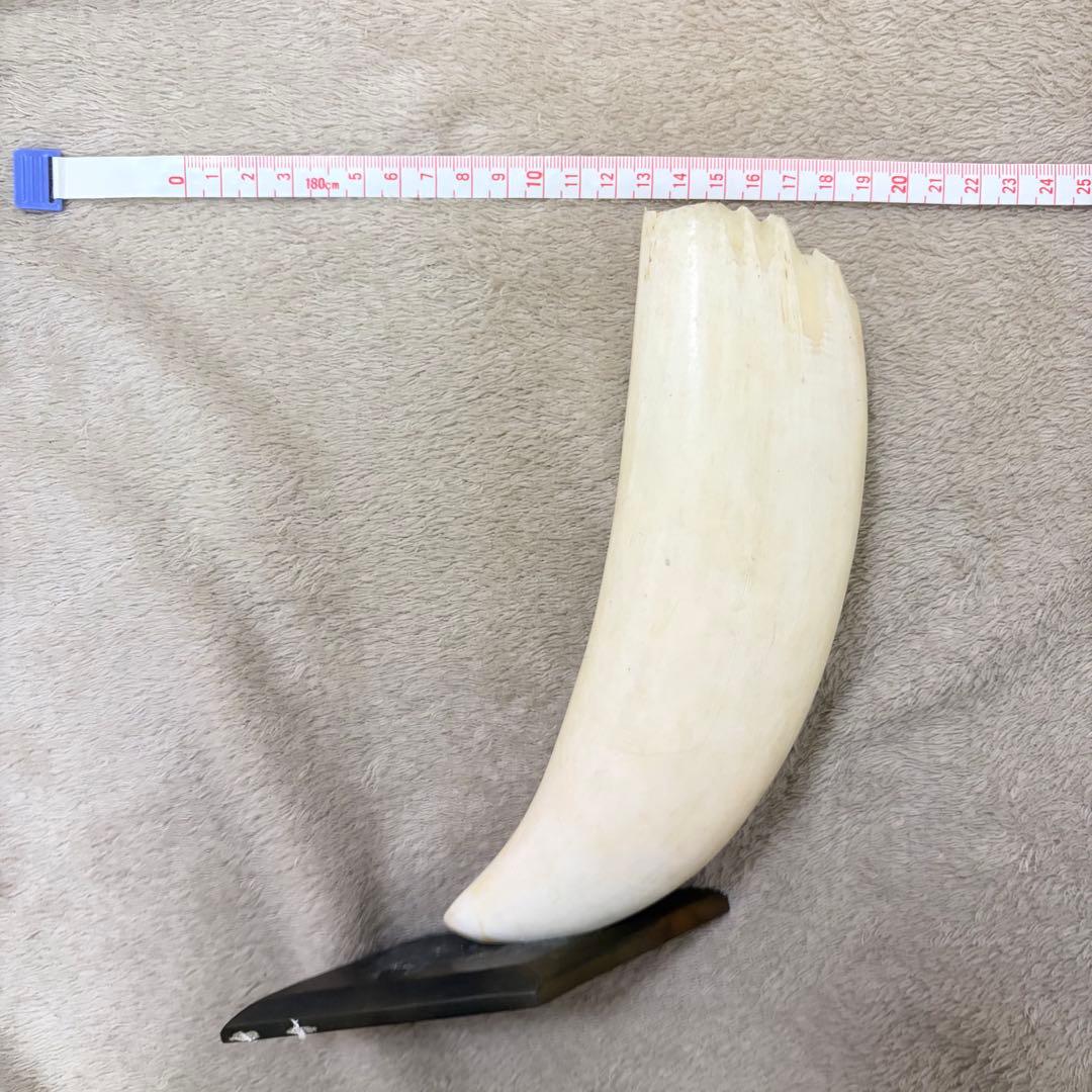 マッコウクジラの歯　約20cm 一本　台座付き