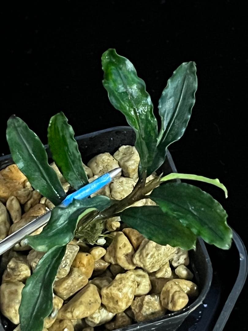 Bucephalandra sp. \"Panyumpa\" 【TB】