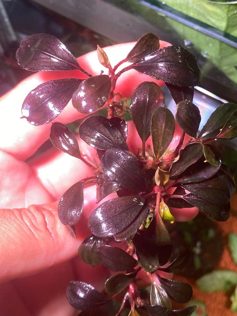 水草 Bucephalandra sp. Neo 2015