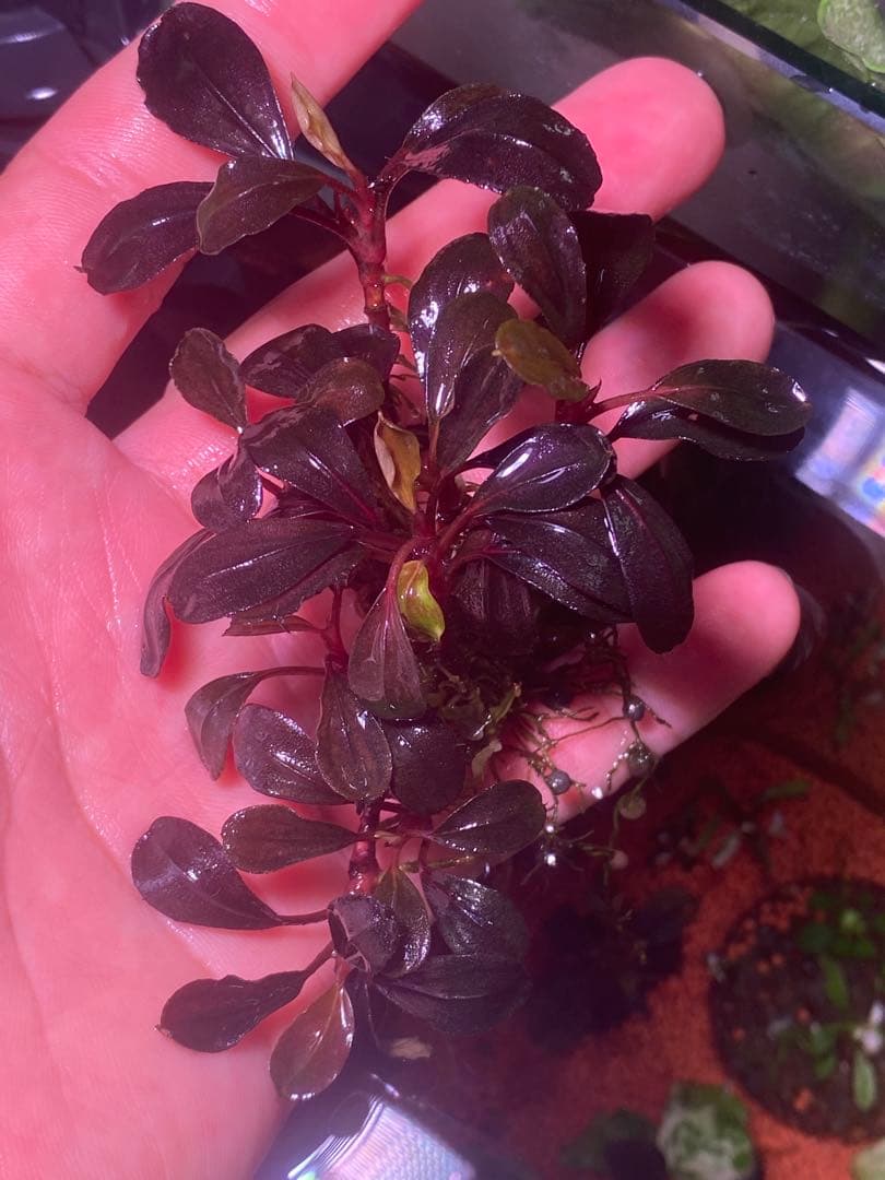 水草 Bucephalandra sp. Neo 2015