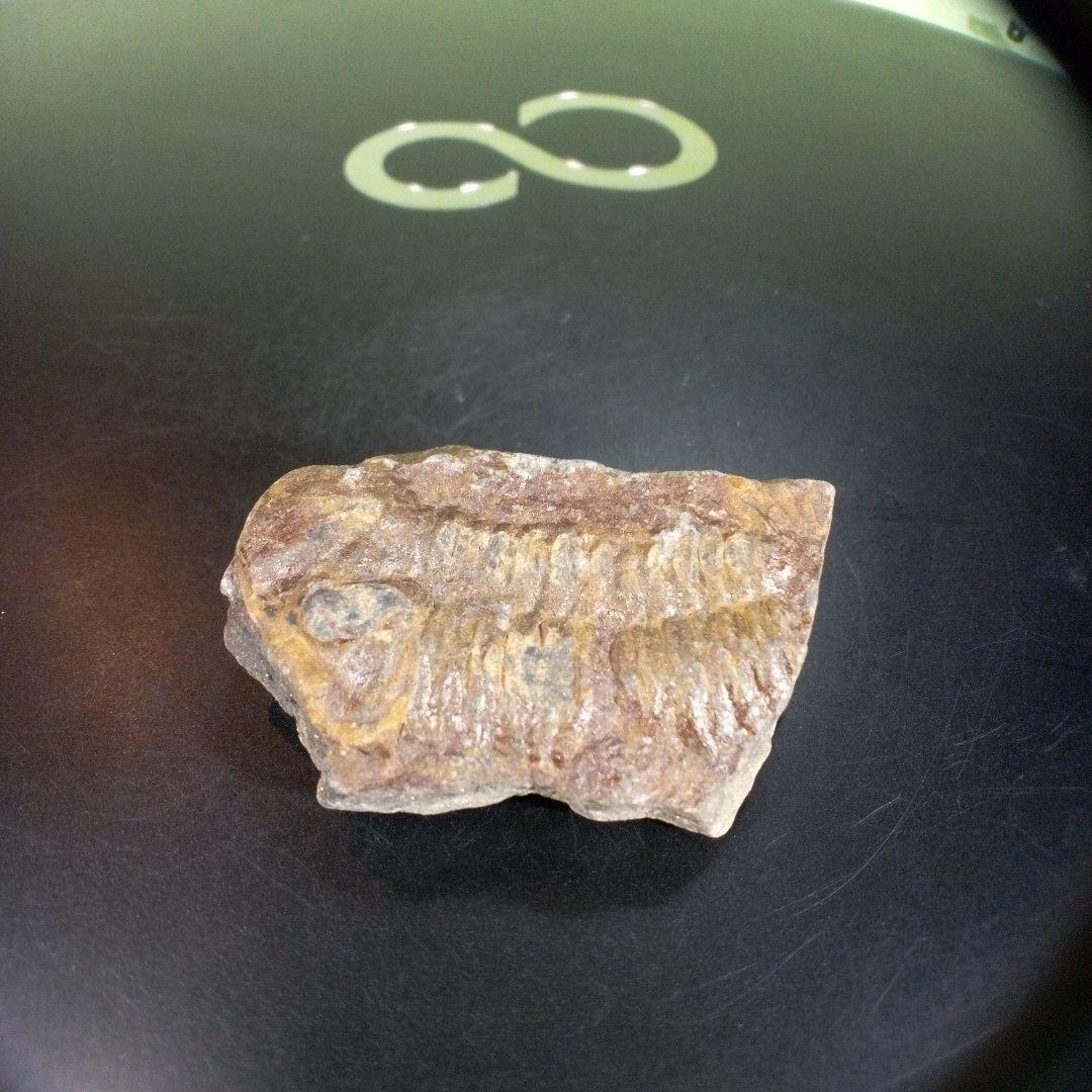 三葉虫　化石　ボリビア産　南アメリカ　trilobite　南米産fossil⑩