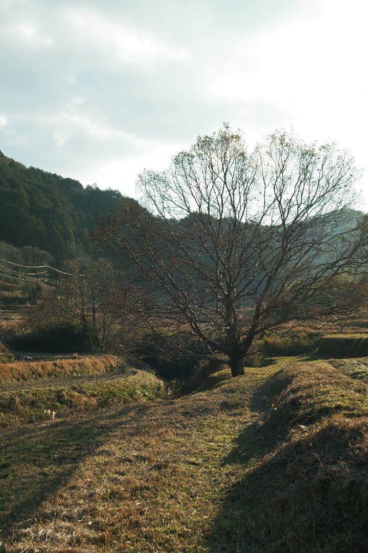 希少　SIGMA 24-60mm f/2.8 EX DG SAマウント シグマ用
