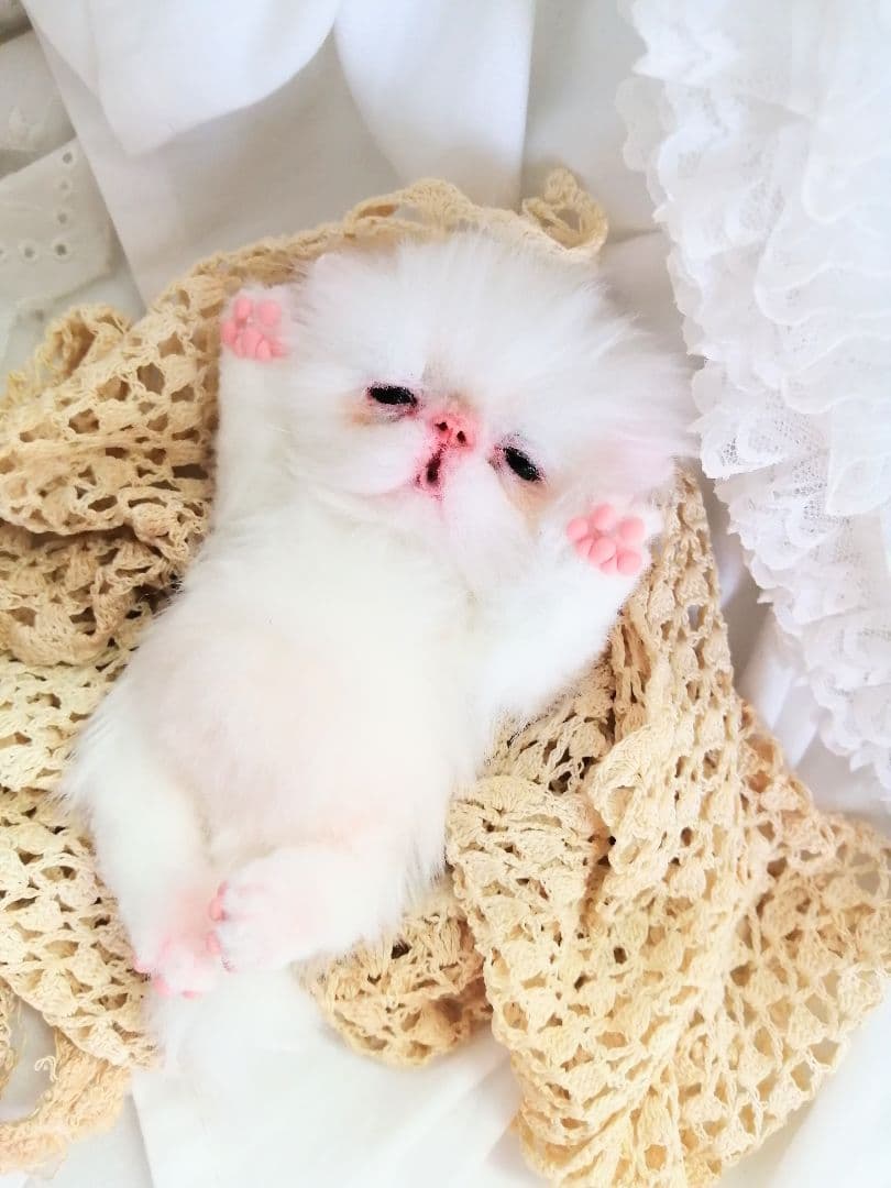 生後15日♡エキゾチック子猫♡可愛いピンキーちゃん♡アートドール♡ぬいぐるみ♡