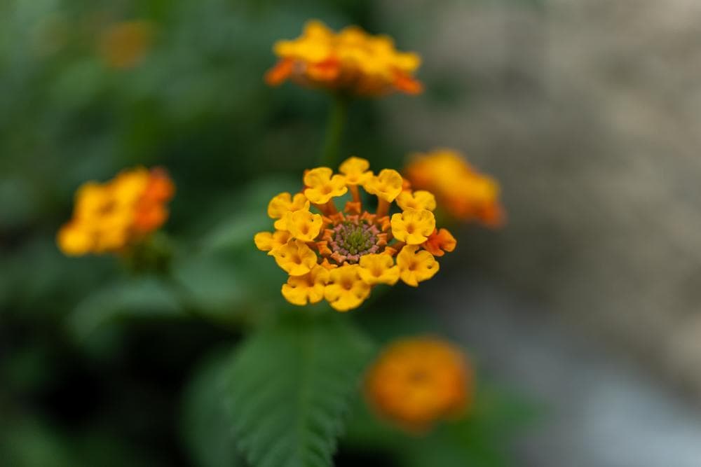 レンズ(単焦点) Tamron 35mm f/2.8 Di III OSD M1:2